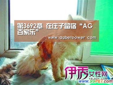AG百家乐